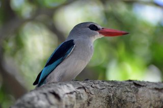 nature-img02